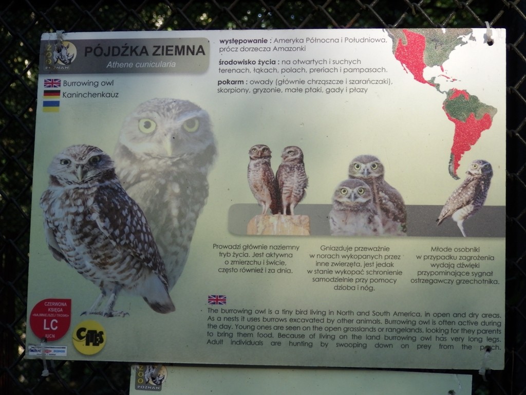 livebirdspoland_ce4b5013f19b2f6174f34fa86322981a.jpg