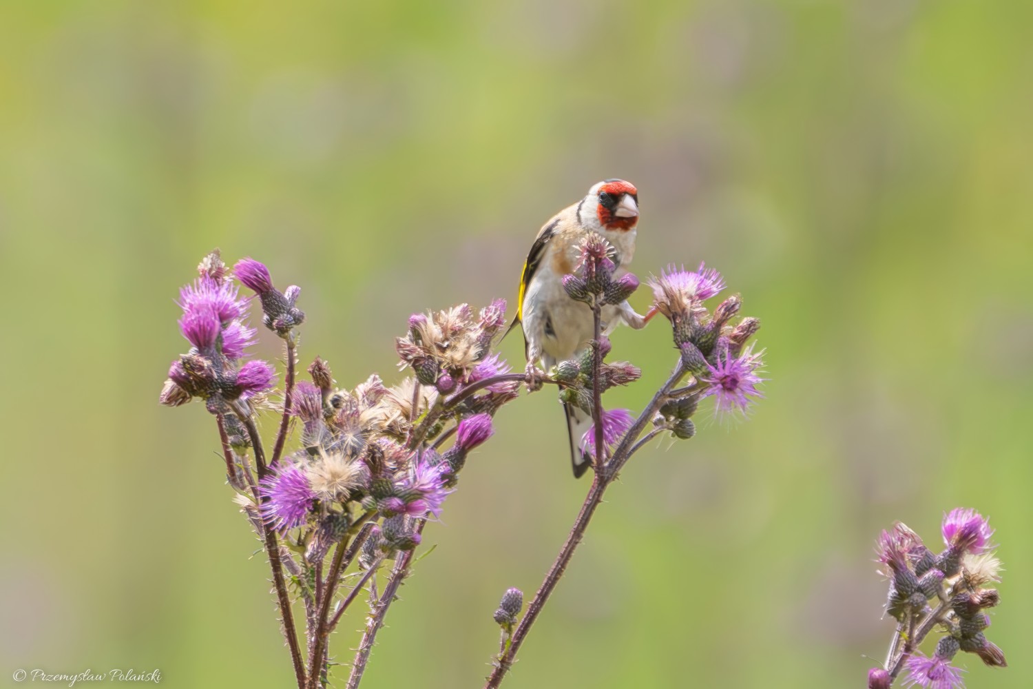 livebirdspoland_a12725f4f741b20df5ac27788f0396fb.jpg