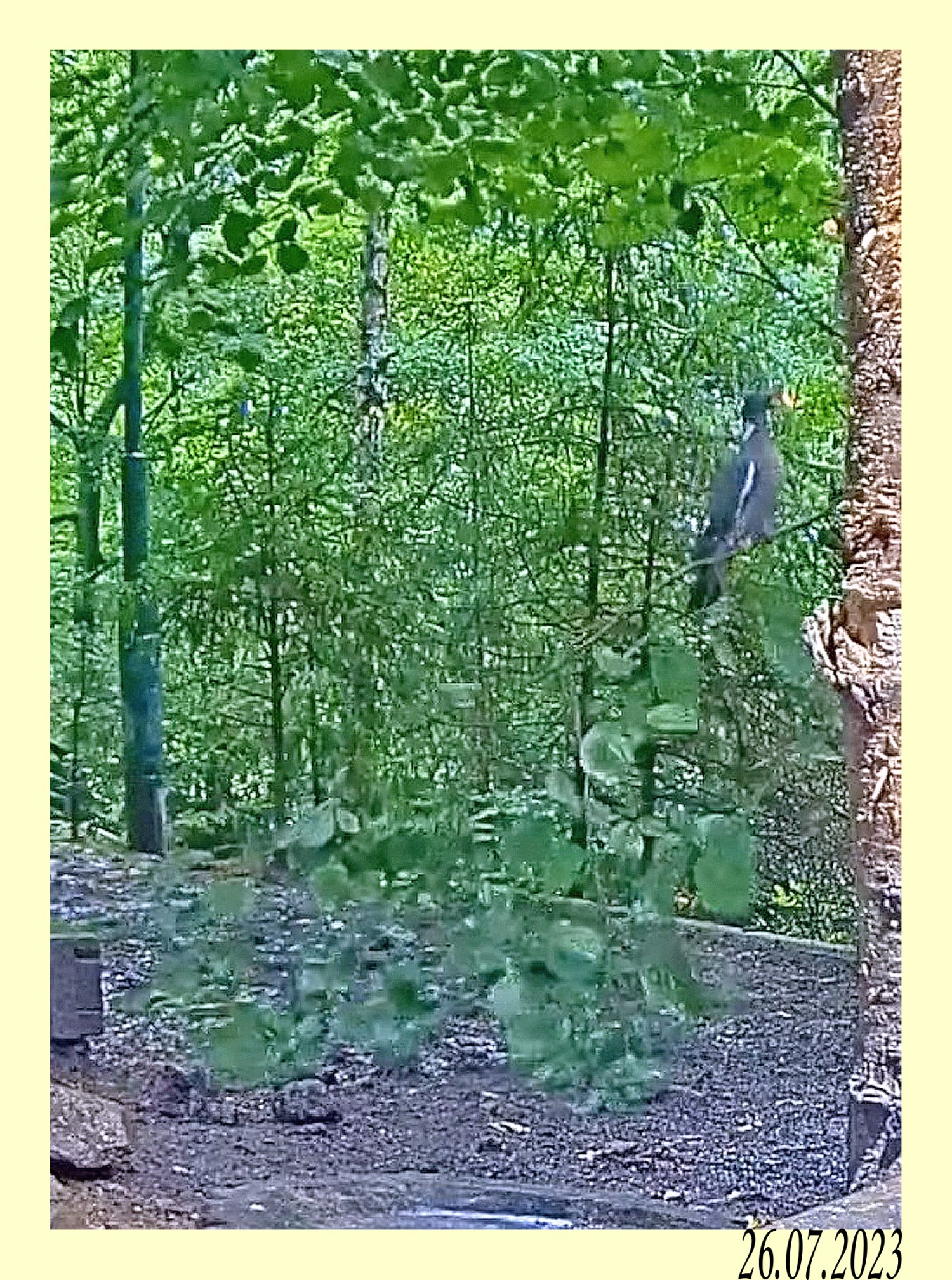 livebirdspoland_de838ed8c3f1872a12c0dfc05696e92b.jpg