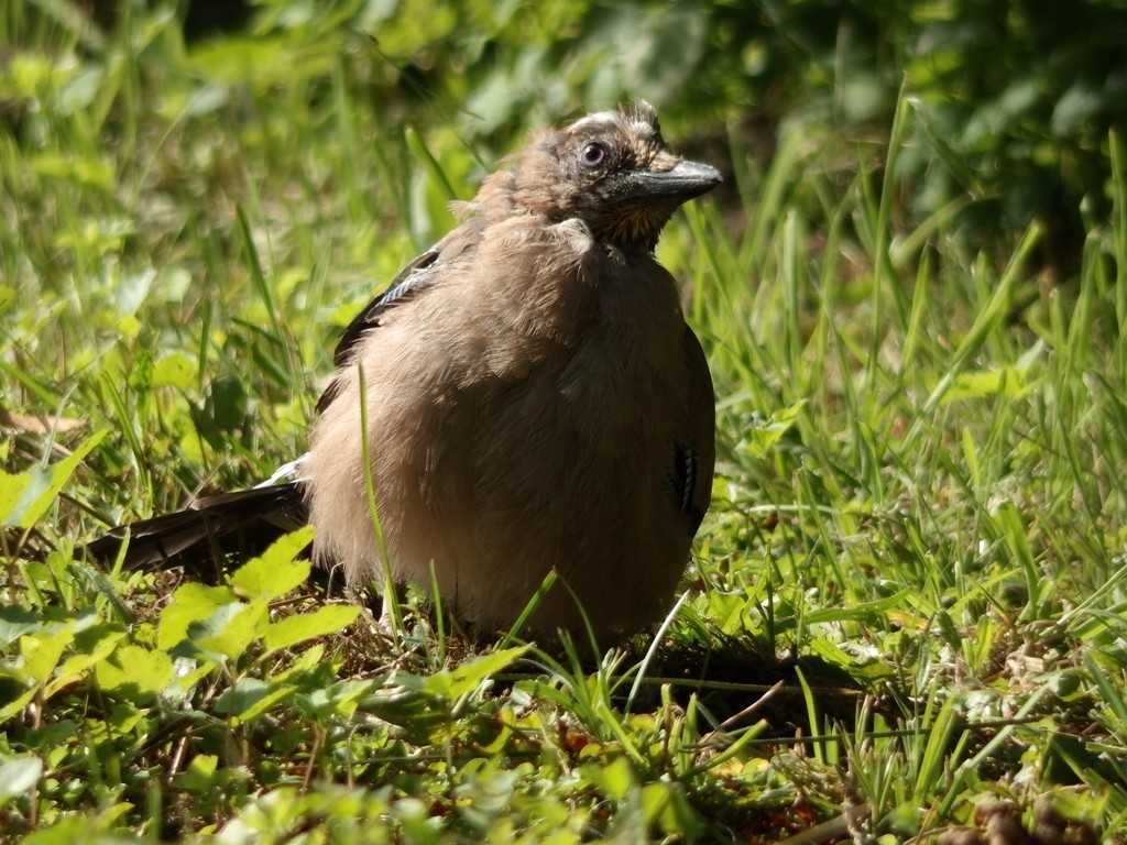 livebirdspoland_a68406f827f8caa1c332297d0fb97f54.jpg