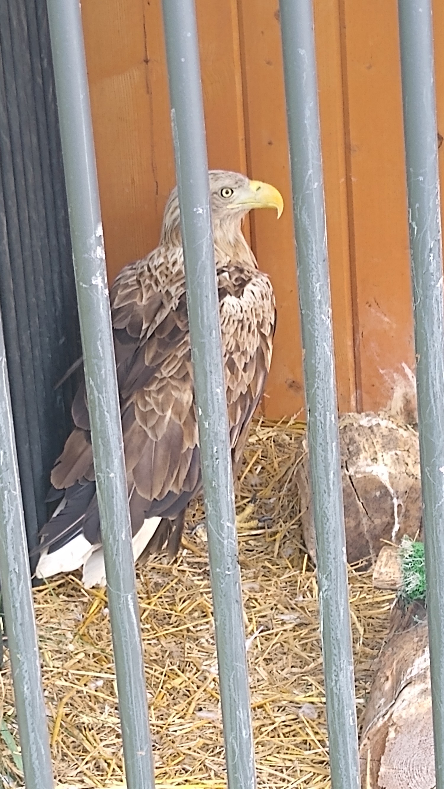 livebirdspoland_2bbdcd156c020df008c703f18439d2b0.jpg