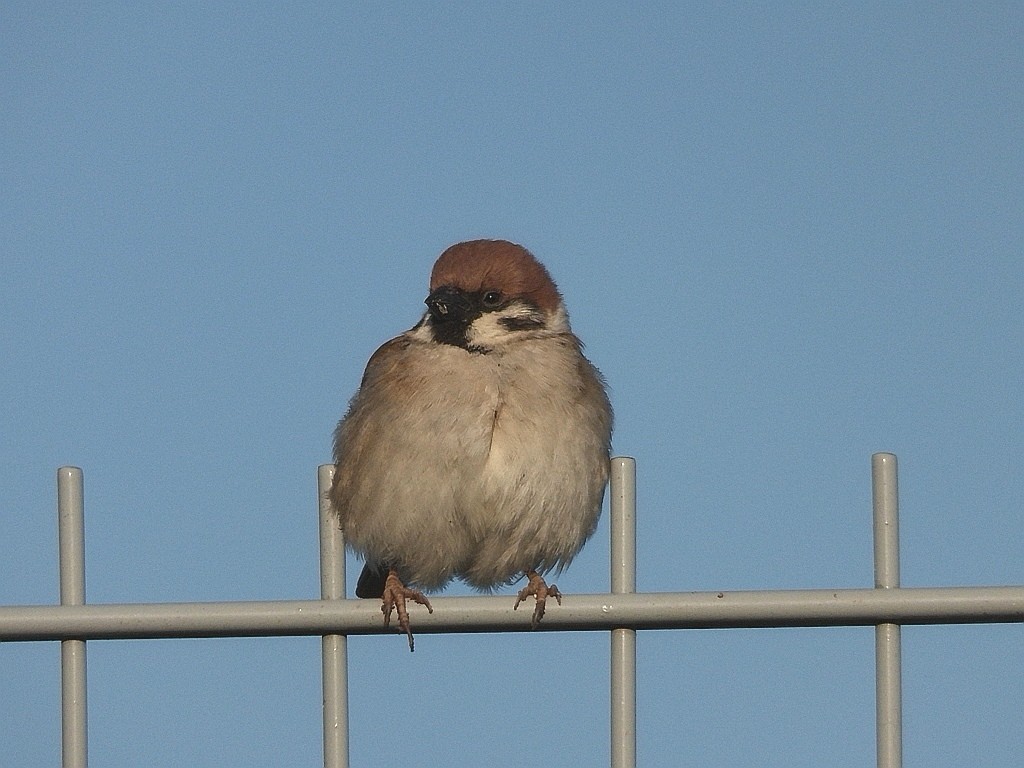 livebirdspoland_6d34974ae74fd1c9e638995a2f16b0ea.jpg