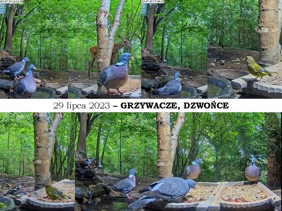 livebirdspoland_72a38d0726cacb962da0813d18a40631.jpg