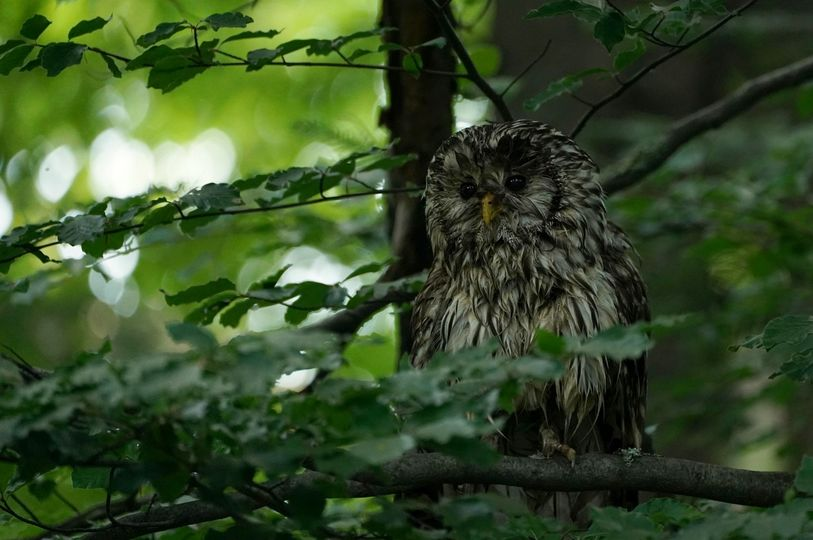 livebirdspoland_4bfe373acb558a7b98753099d45bb734.png