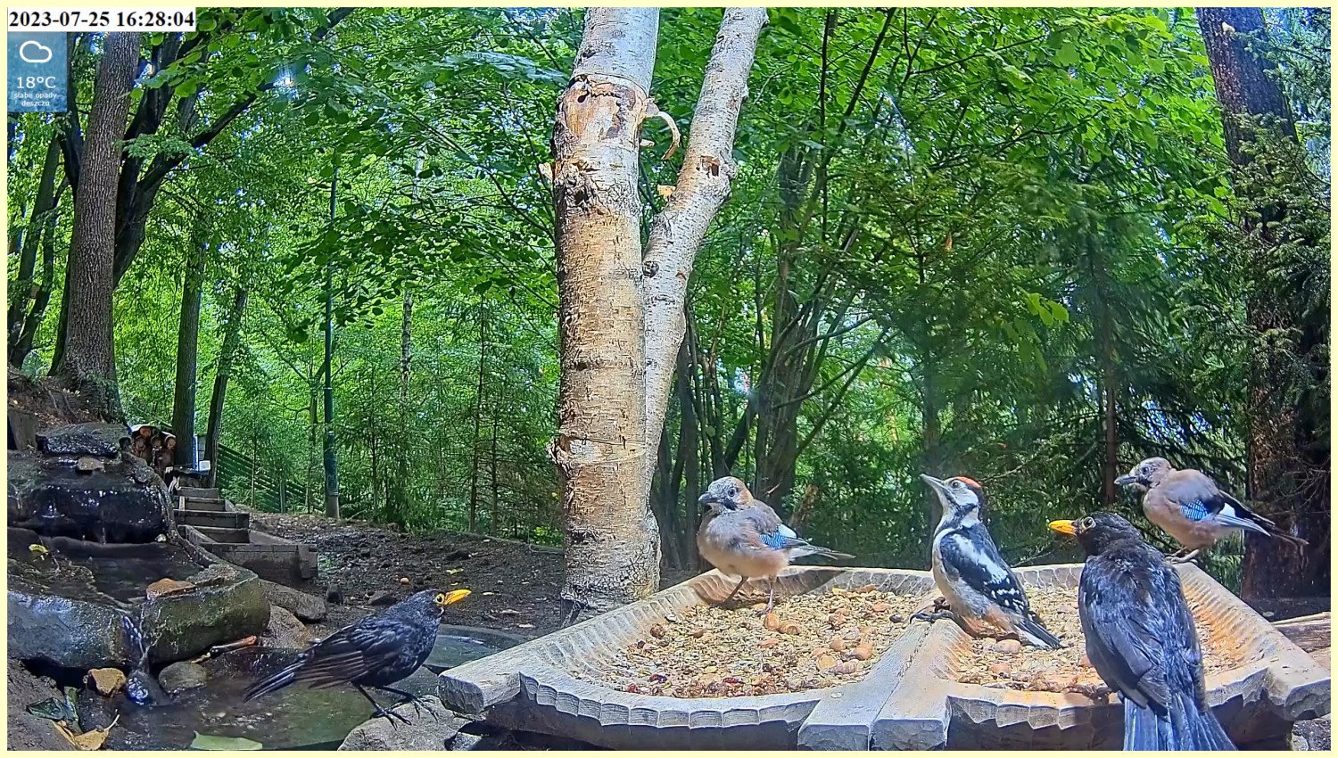 livebirdspoland_3a999fa50a21de9398fe3918bf072c05.jpg