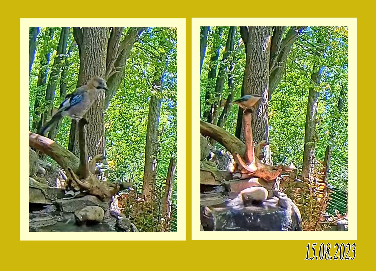 livebirdspoland_02d1915e078ae024122debd658fdf511.jpg