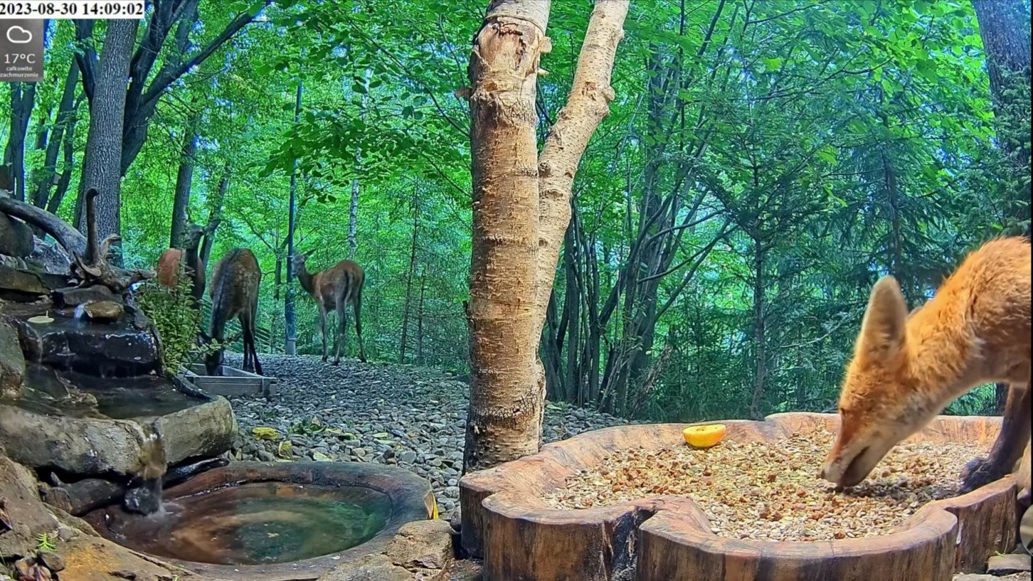 livebirdspoland_1a159a03cd89e9ca4d52d7f78b776266.jpg