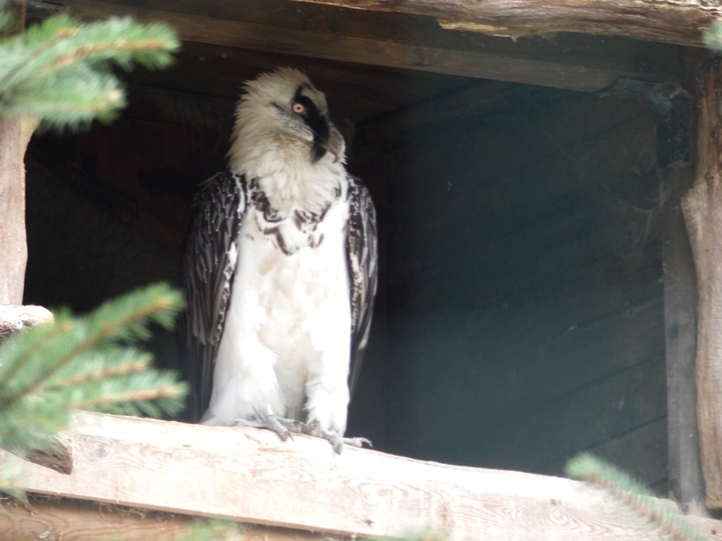 livebirdspoland_1846bdf87b6ecc6cc2b873c585e57b7f.jpg