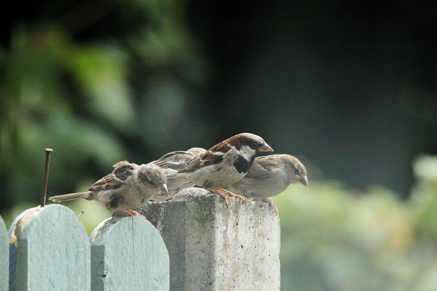 livebirdspoland_d60fce050e3c7b623e11b7690f685046.jpg