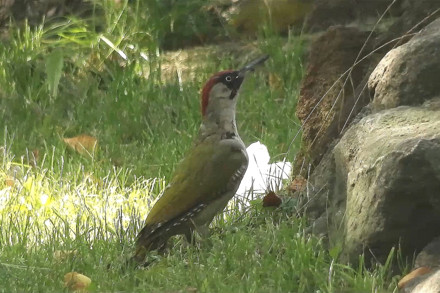 livebirdspoland_4614e06dcb5ce11ad94048e2c4b30bc1.jpg