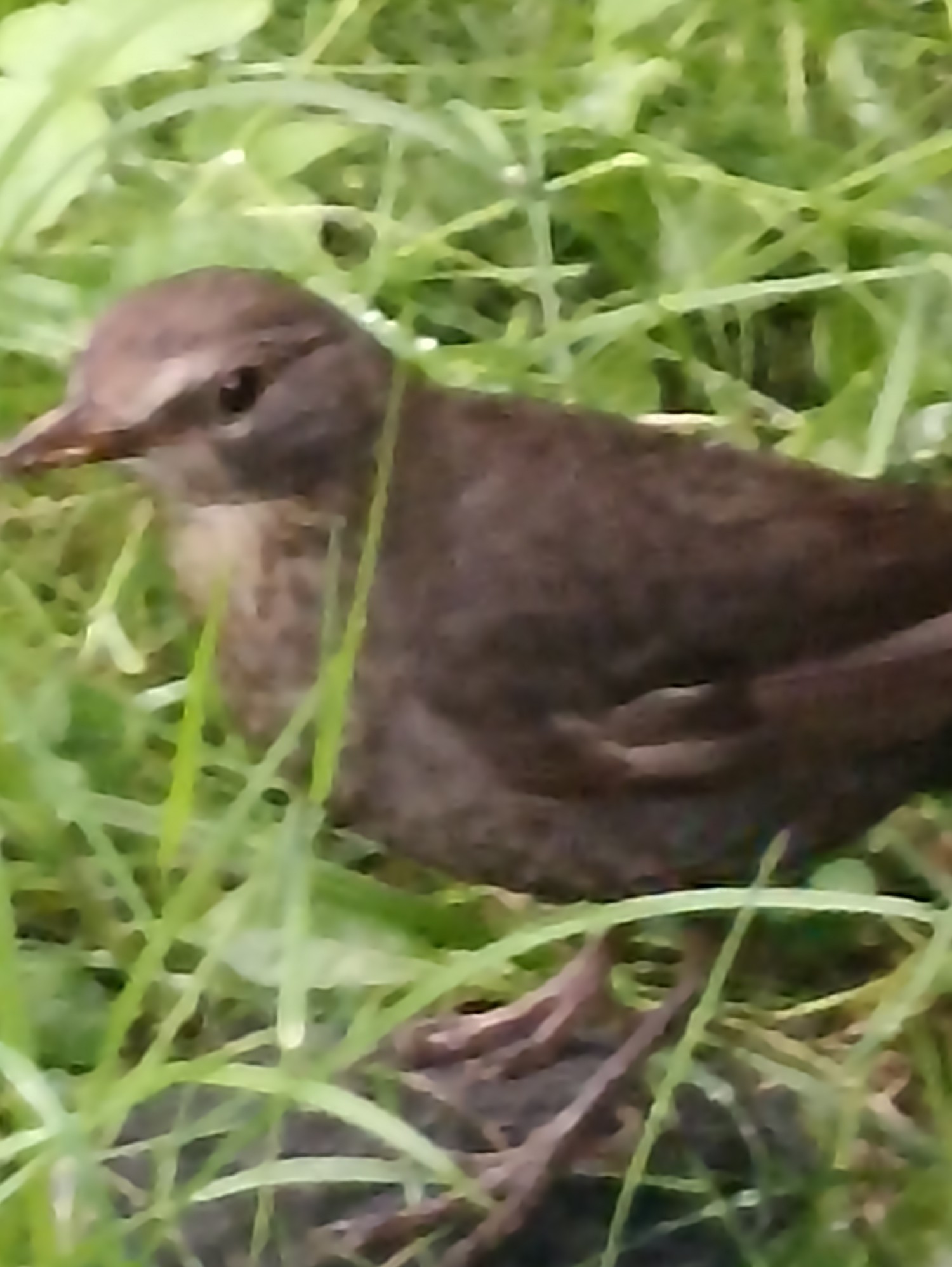 livebirdspoland_41bfa5e29835605bb25cfed3c2ff92c2.jpg