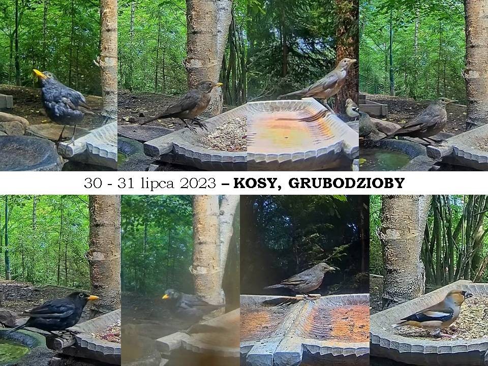 livebirdspoland_6dfa77b469b978a811c63cd686bf3216.jpg