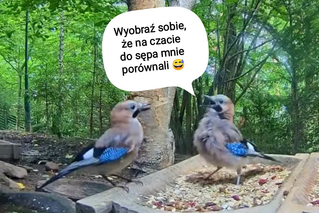 livebirdspoland_49159a88919fcbe420ea4ab8668b72ad.jpg