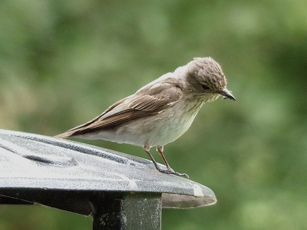 livebirdspoland_9c0f5b63b9b8ad0a75b38c6953182ab4.jpg