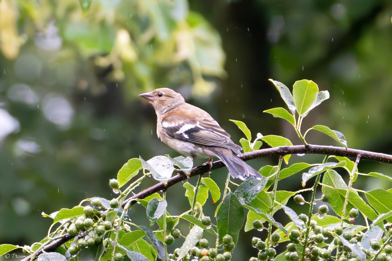 livebirdspoland_f14dc3d796bf974476b2d6ec31c54504.jpg