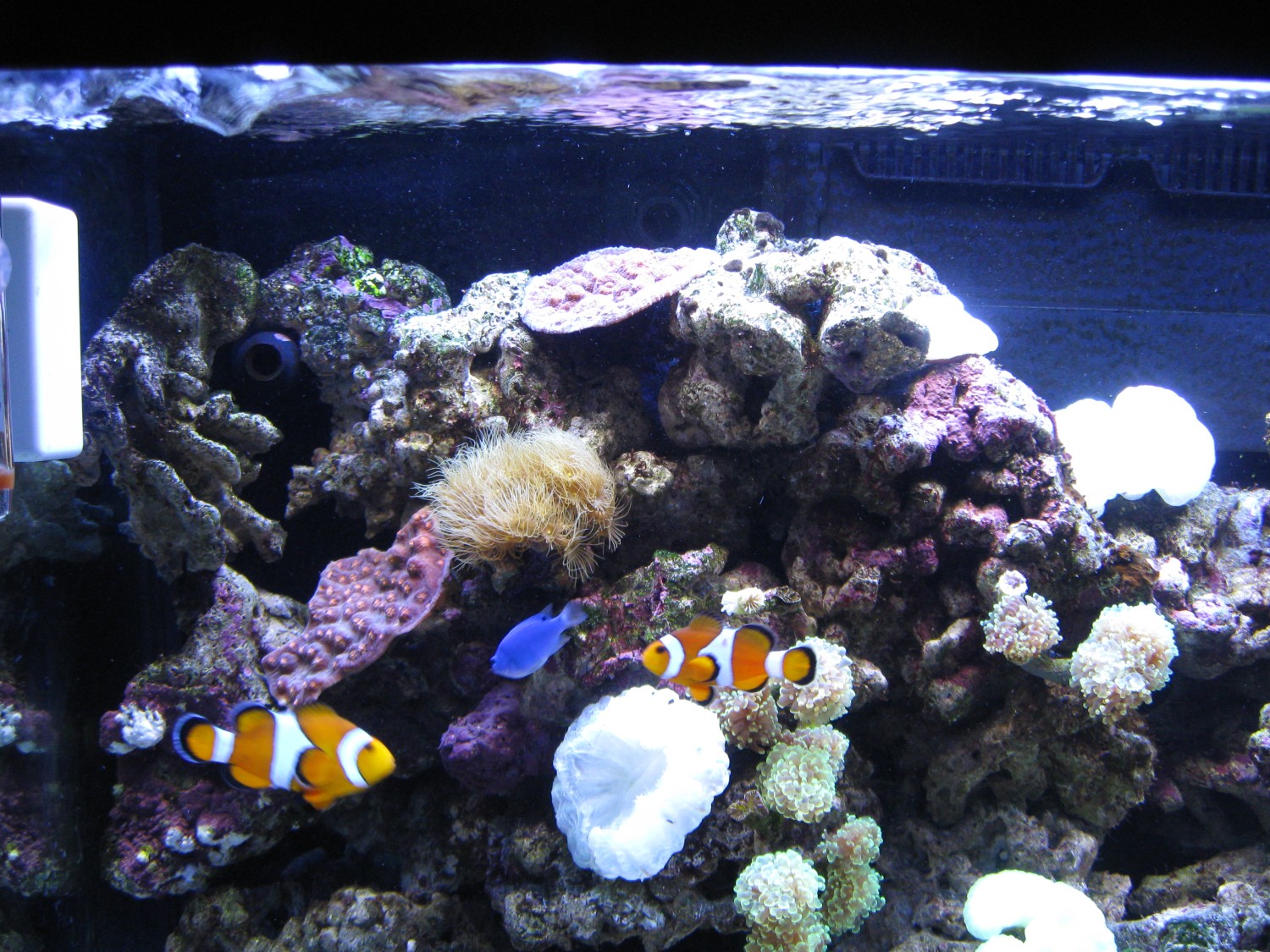 livebirdspoland_0b29431636348ec250c6b4b5aeeb8379.jpg