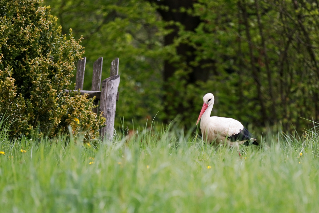 livebirdspoland_947e189e6c0a8a4fe54d833929722898.png