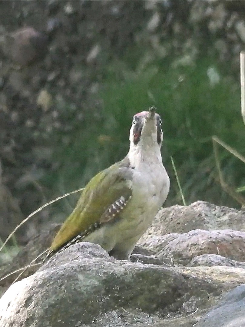 livebirdspoland_c0fd16ebf4a9ca17cfb7faffaf7bf9bc.jpg