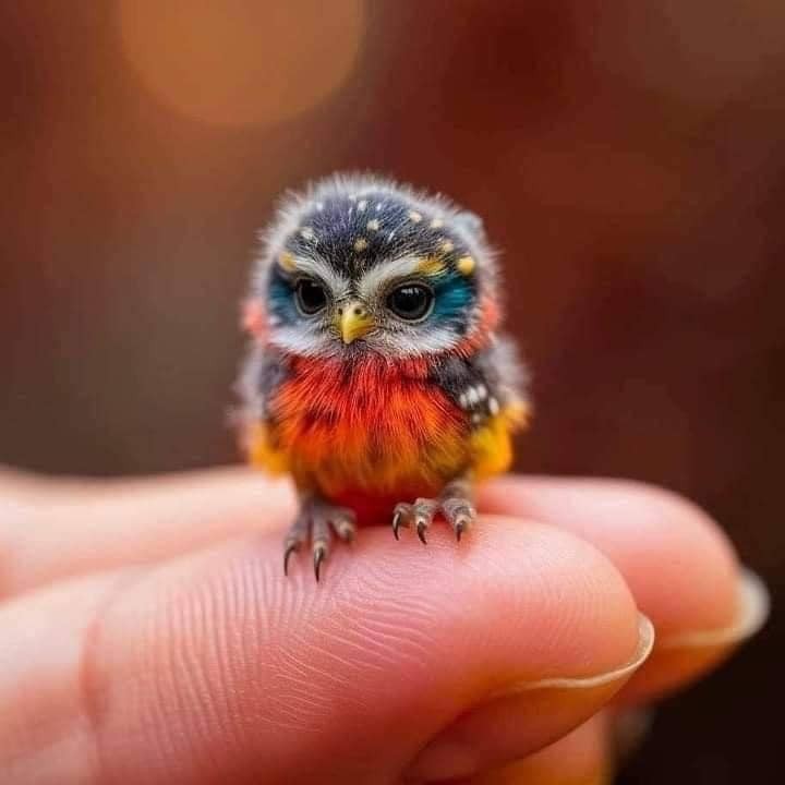 livebirdspoland_bff57f025291f369df914409a15c5f65.jpg