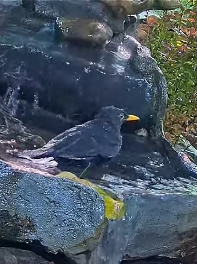 livebirdspoland_4c9b9638521bf9194ceb738d49f2c2b9.jpg