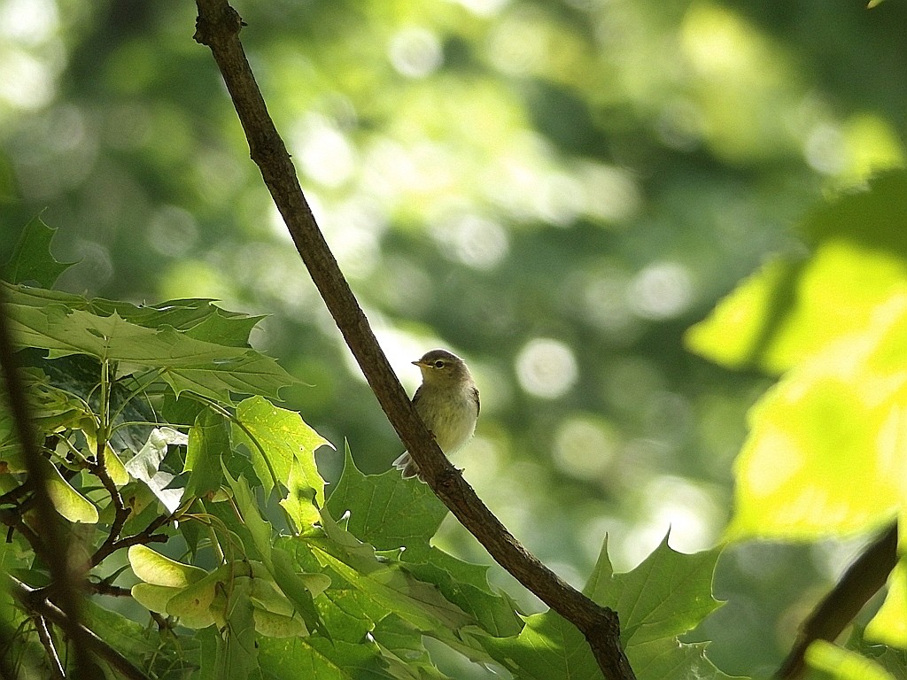livebirdspoland_2dd4963b2d0127d9da1c2d4bff430210.jpg
