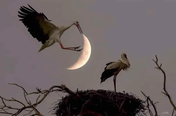 livebirdspoland_9f2dd86d0da031fcede6f7d274ff30bc.webp