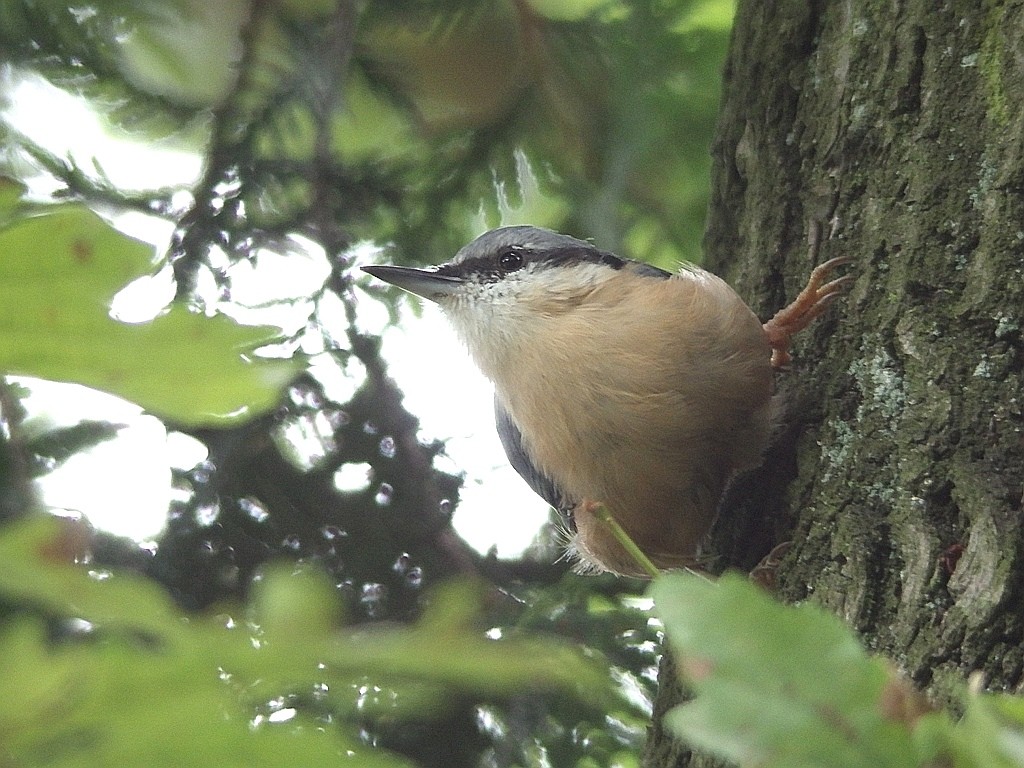 livebirdspoland_04b5b7bfb4d1028b9ddf7ea2f158f1b0.jpg