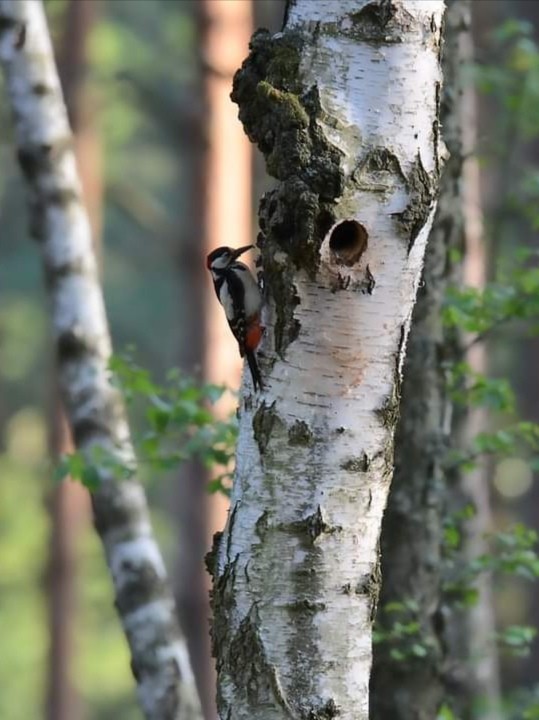 livebirdspoland_314a476517e7f8ac46afa05388a44abb.jpg