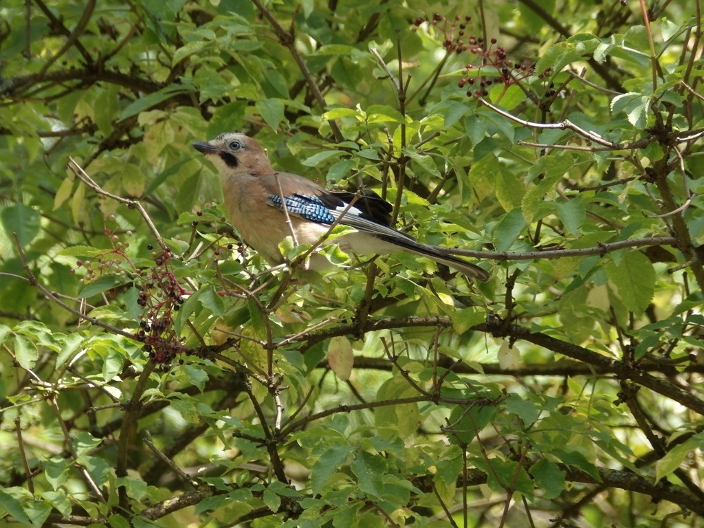livebirdspoland_d1ba6f91ed06f7c53b2adfd6731dc092.jpg