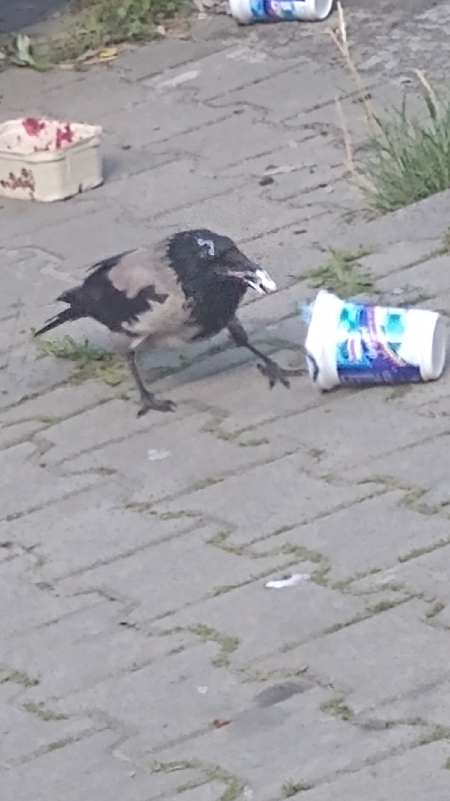 livebirdspoland_68070ee537aa7ff16bc0db8849c90d83.jpg