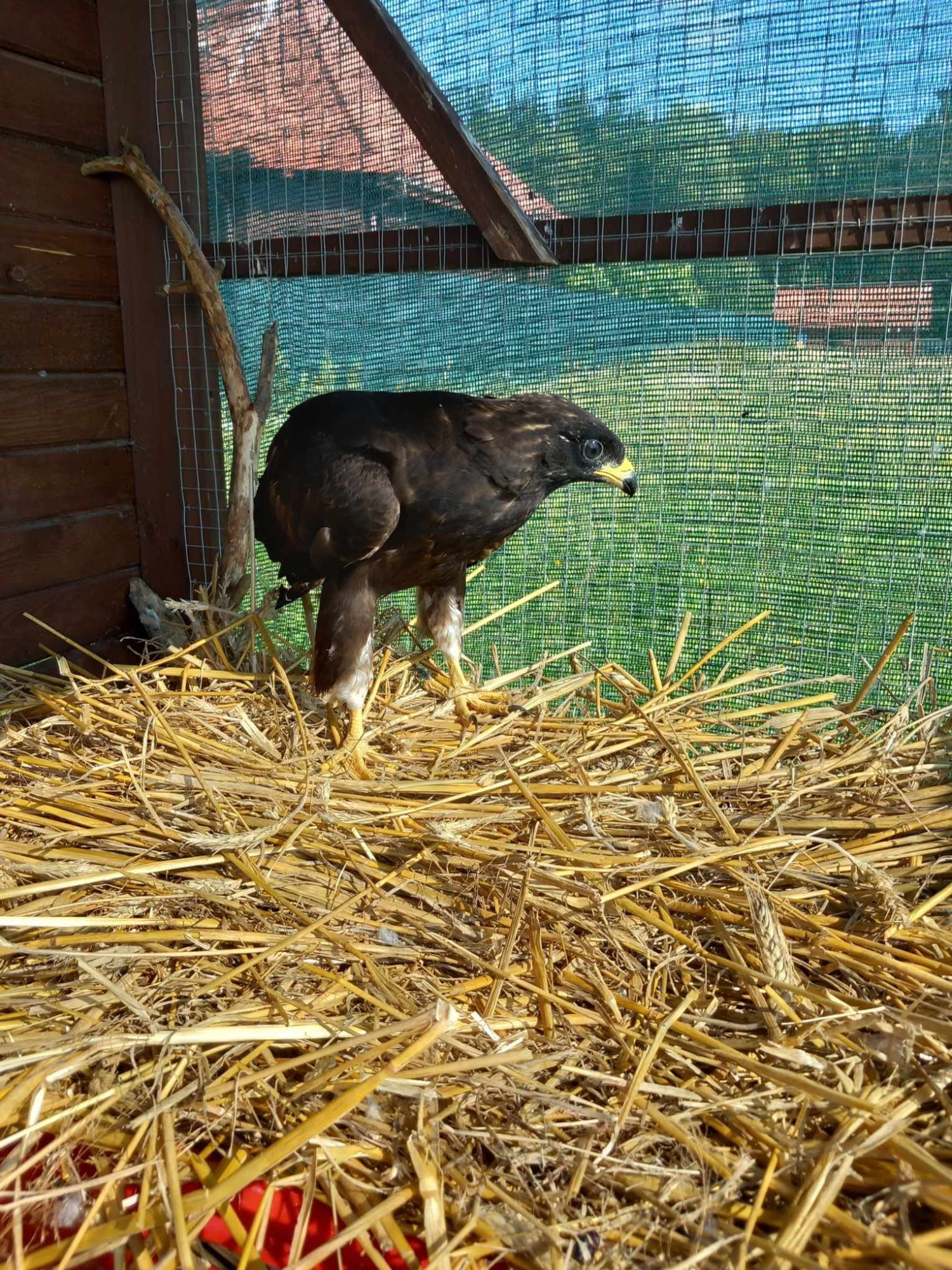 livebirdspoland_1a9046f1d14c99cd9b8287144b50c70d.png