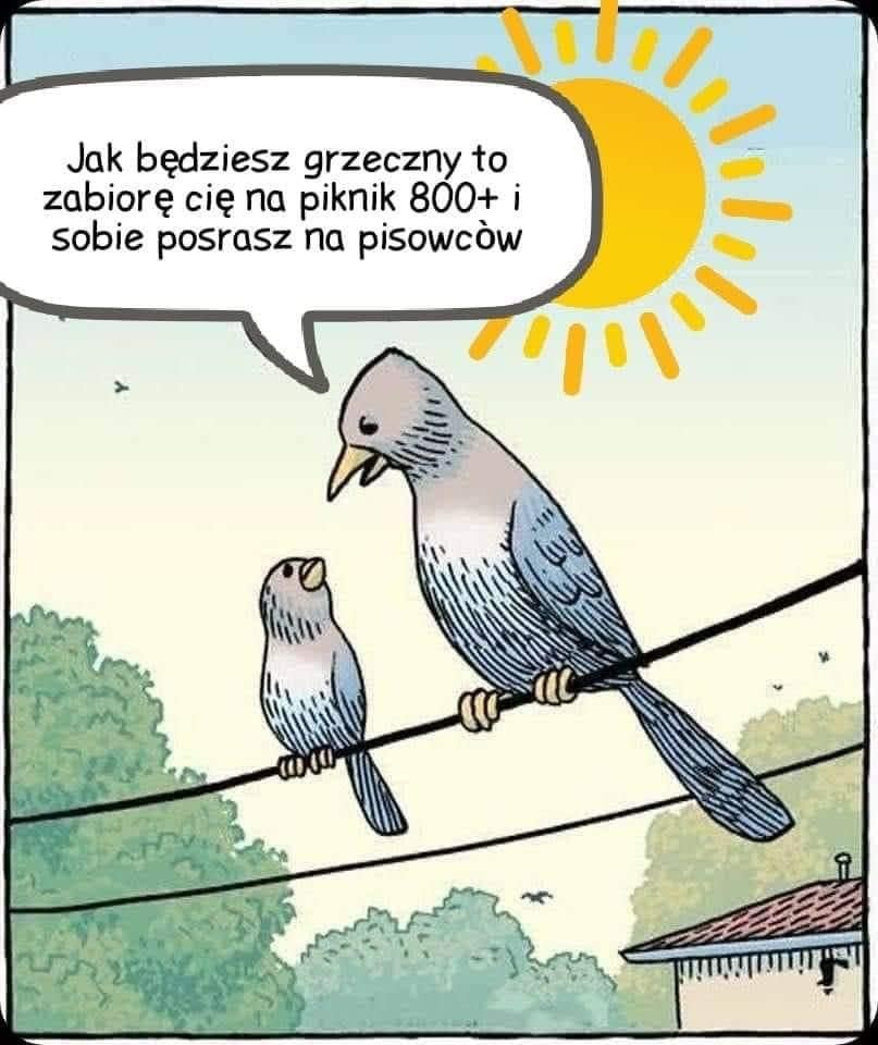 livebirdspoland_42d5421de55e293a681b949a07fe42ac.jpg