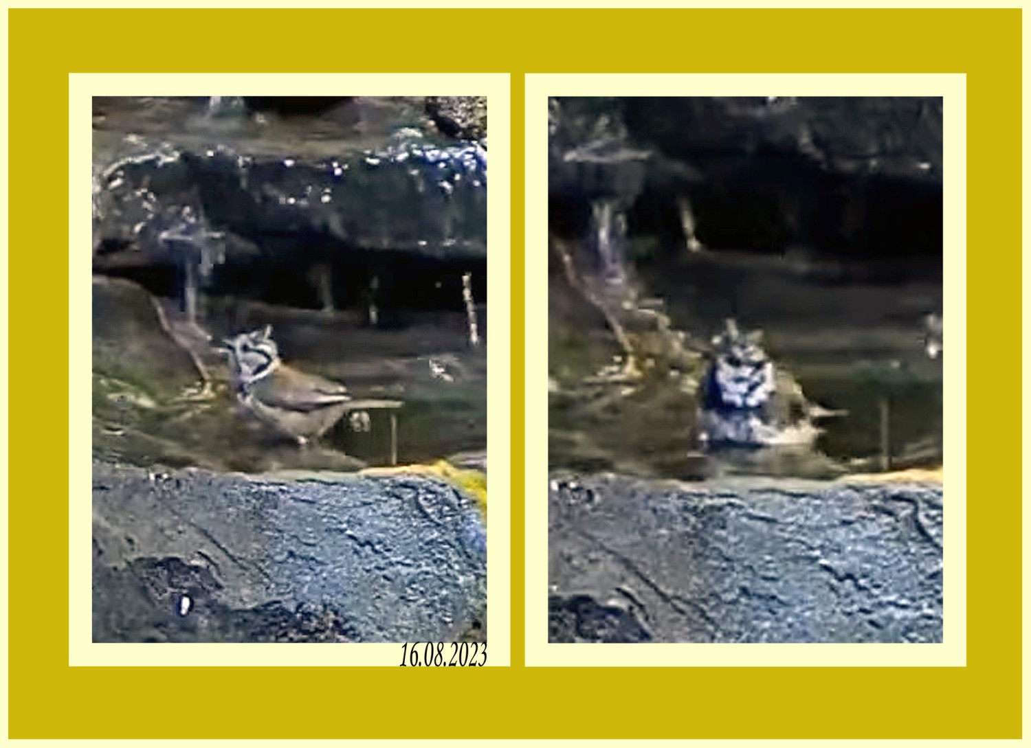 livebirdspoland_b2f639725b7030fbf4b9b3f243d3fb0d.jpg