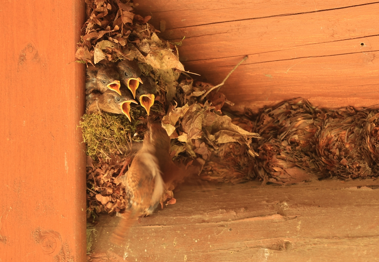 livebirdspoland_fc72bfd90fcc9ad250b02d505ecc1217.png