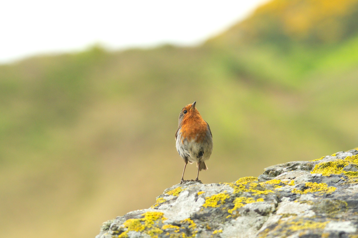 livebirdspoland_45b4d5c54e520a2ea417915b309a3983.jpg