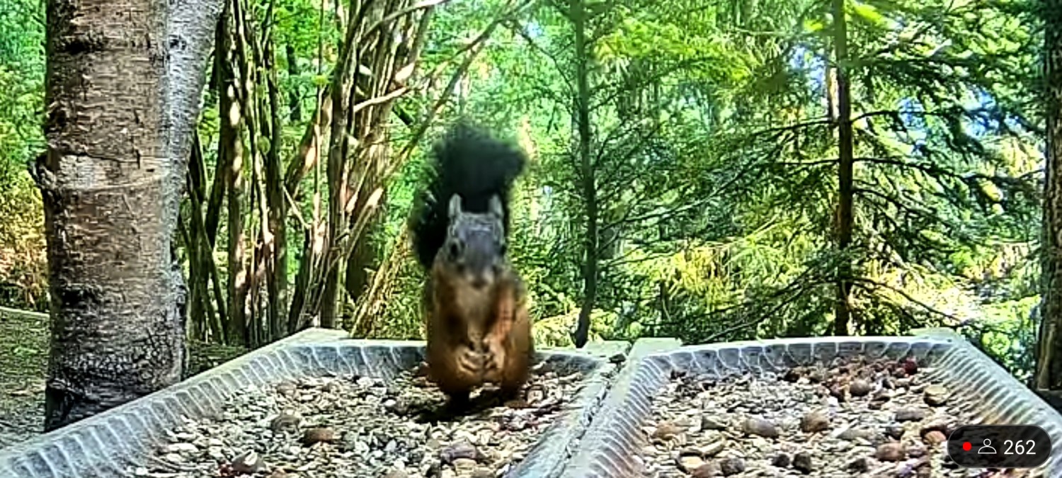 livebirdspoland_9c392acff7e0b5e0978b69b367efd5d0.jpg
