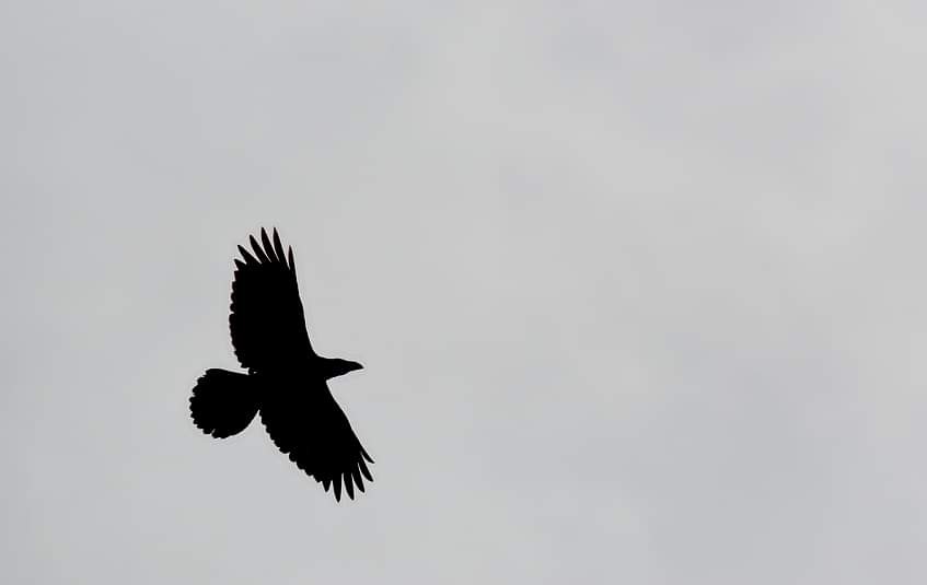 livebirdspoland_df4c1fcaf89a7191aa4db67ee64b9f93.jpg