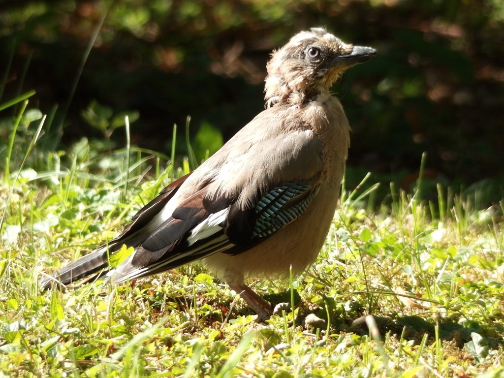 livebirdspoland_8e046a35bc48d4fd6da359459c7ae43d.jpg