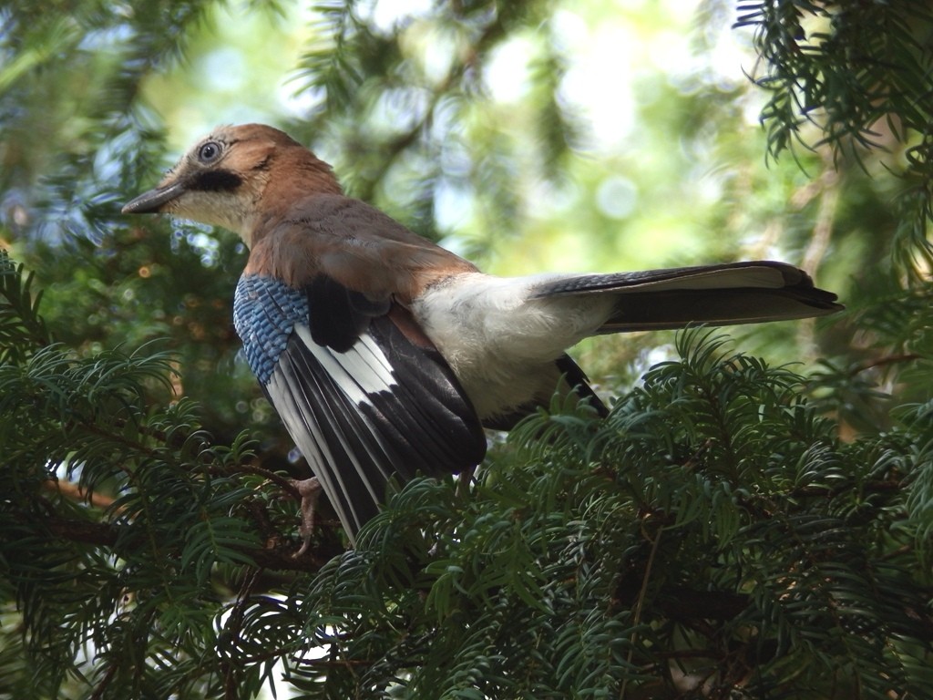 livebirdspoland_e045102c4d1c24761abcfe1d75c7d73d.jpg