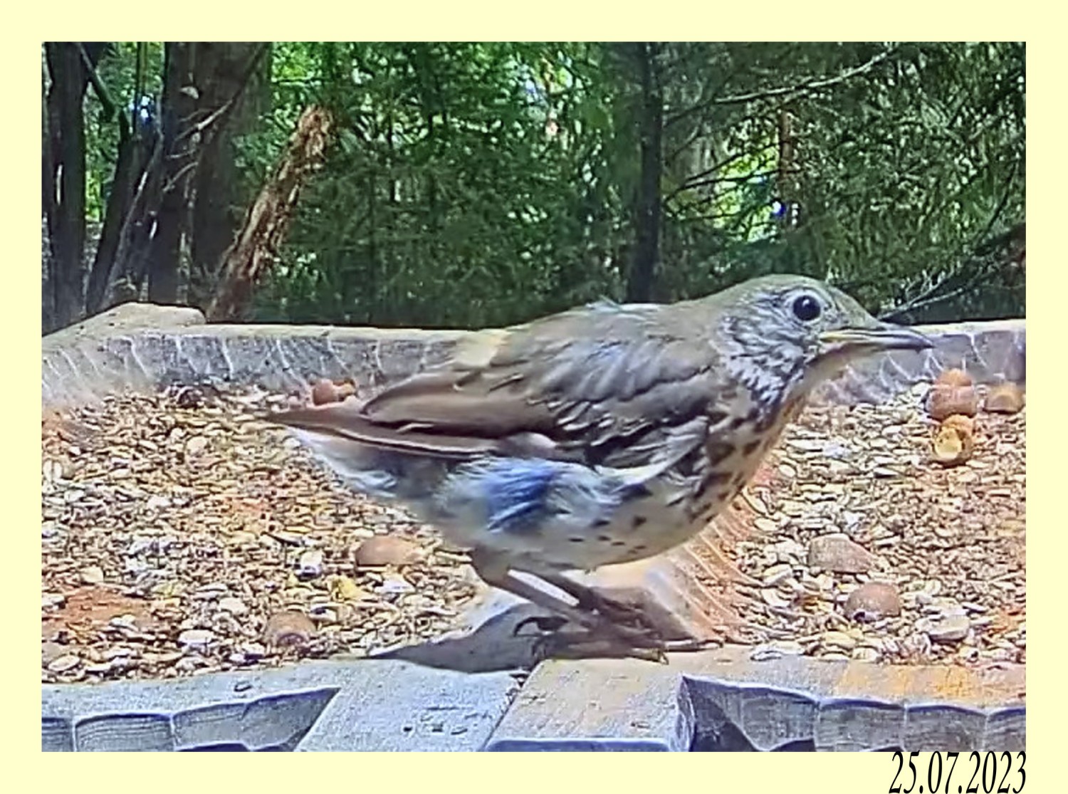 livebirdspoland_73c95fd8b564a4ef1f8669f9785ab2ce.jpg