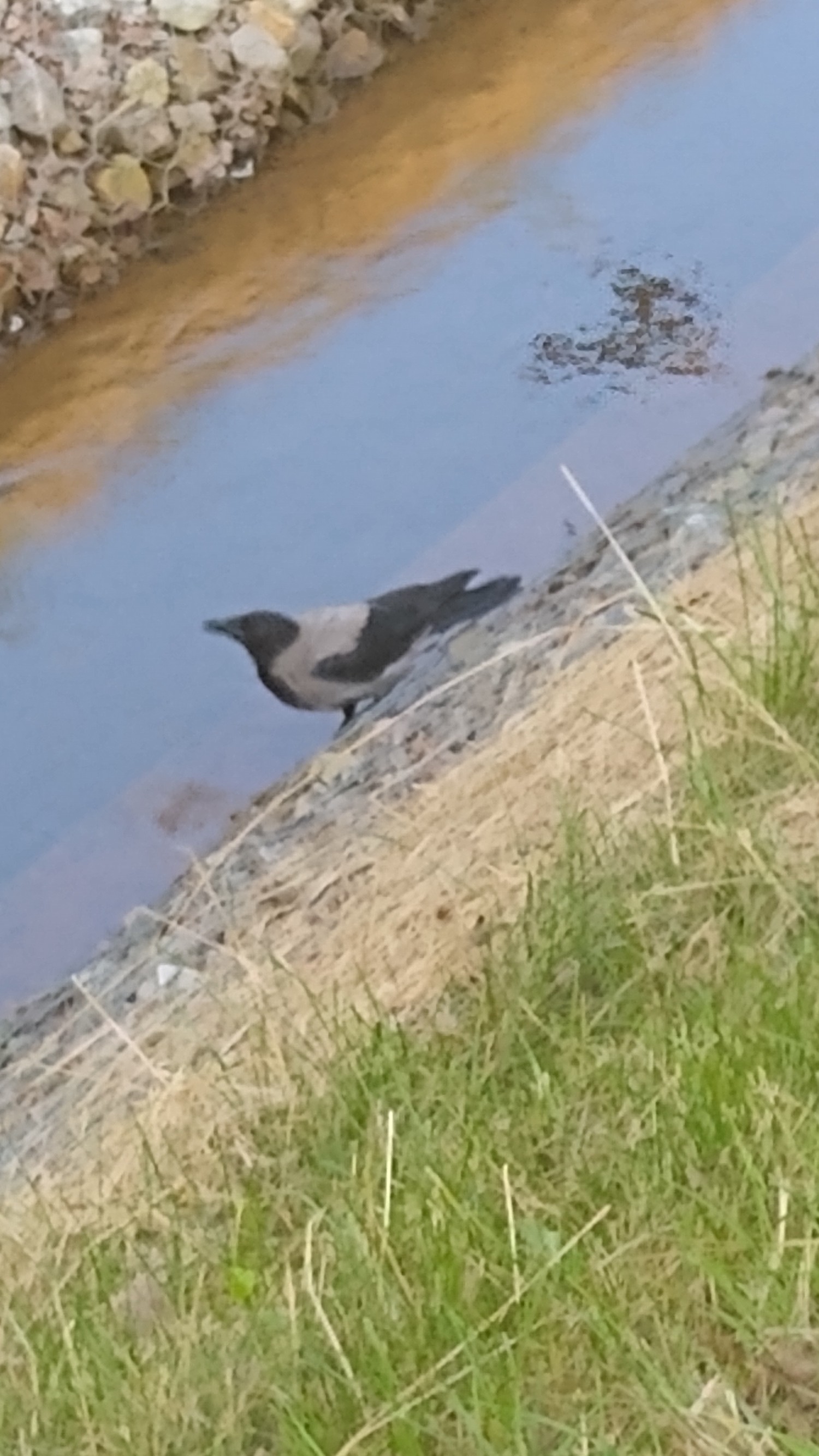 livebirdspoland_21cfa4dd816f5bab251ef7ec0ee47831.jpg