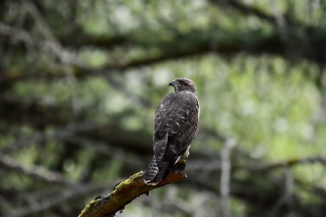 livebirdspoland_d870a5c1aafe6f117526e5cb8e28f5e3.jpg
