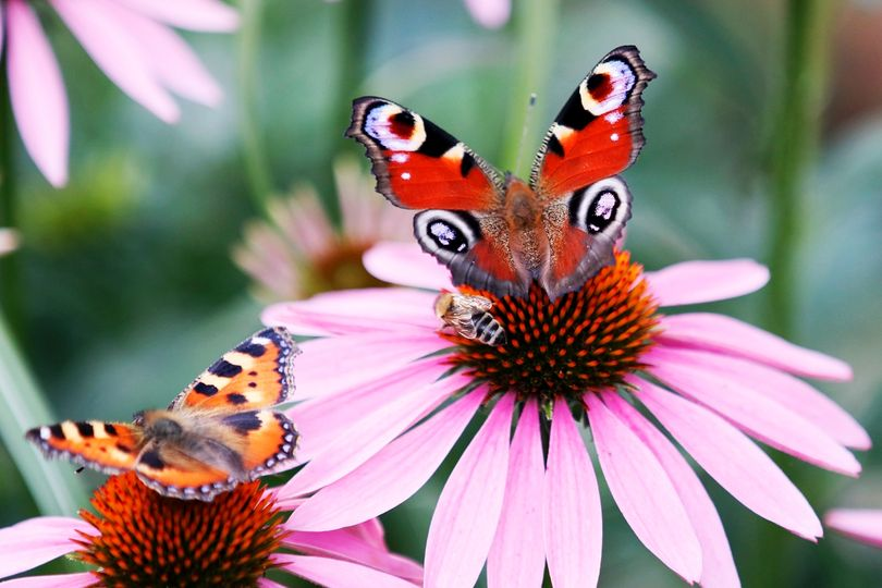 livebirdspoland_b4dc6828d9864cfae219888a77f8e803.png