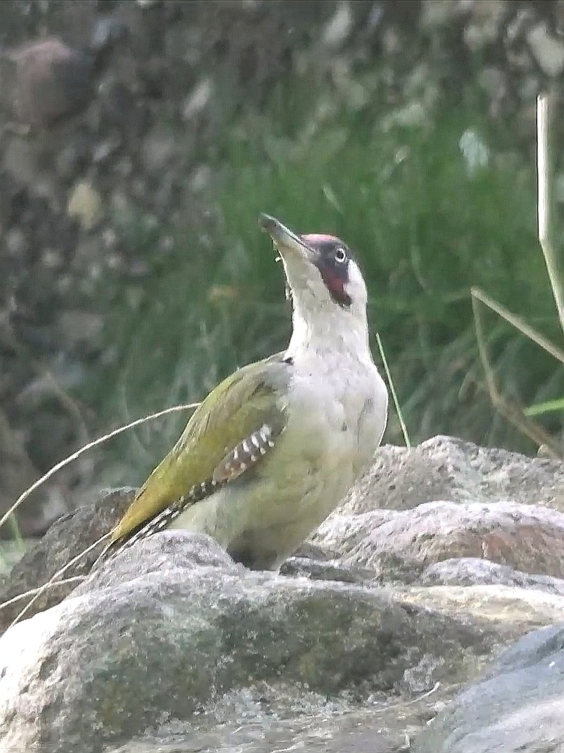 livebirdspoland_88546e5c92be1f725a9002d6562196bd.jpg