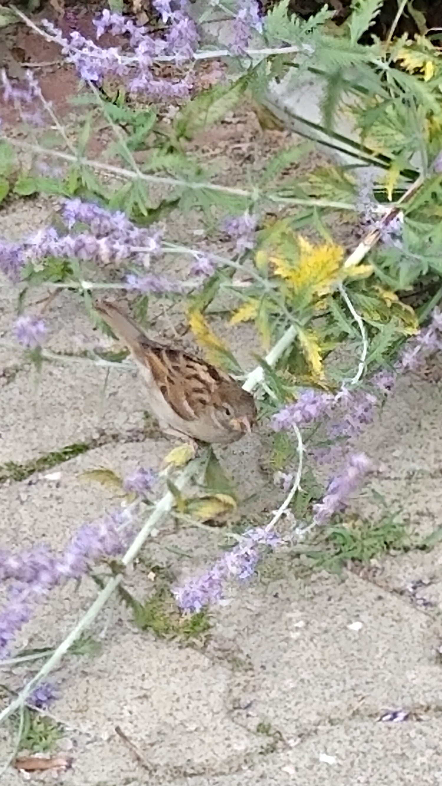 livebirdspoland_0c322a2b255b8c78fd6d80da729b36d7.jpg