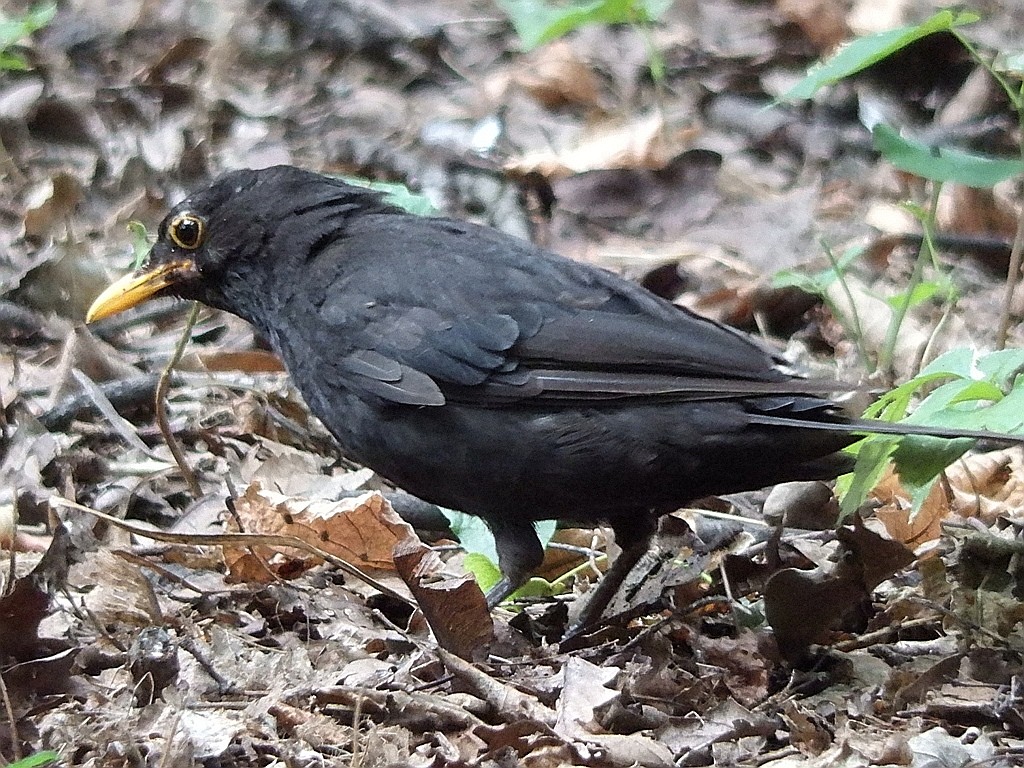 livebirdspoland_f8ac9d3440aa8276b44a35ccfcb21cb9.jpg
