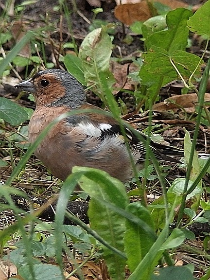 livebirdspoland_a285c920011aa1f0a245427336066d6b.jpg