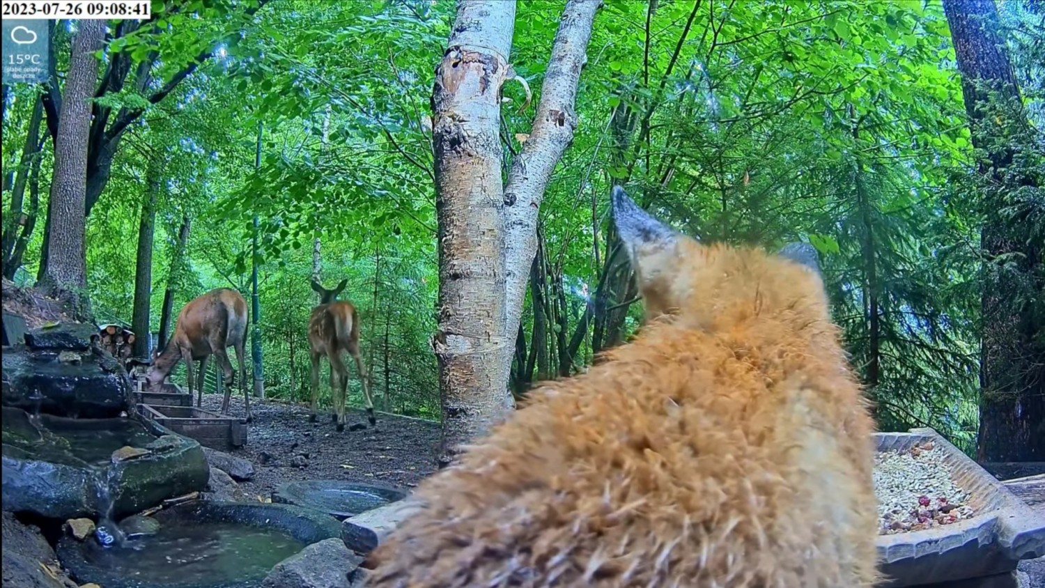 livebirdspoland_4d085e0aee169d3955a44287e4c16210.jpg