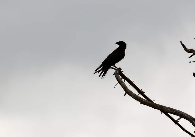 livebirdspoland_6a5a31c04118896df7a92c51a413e457.jpg
