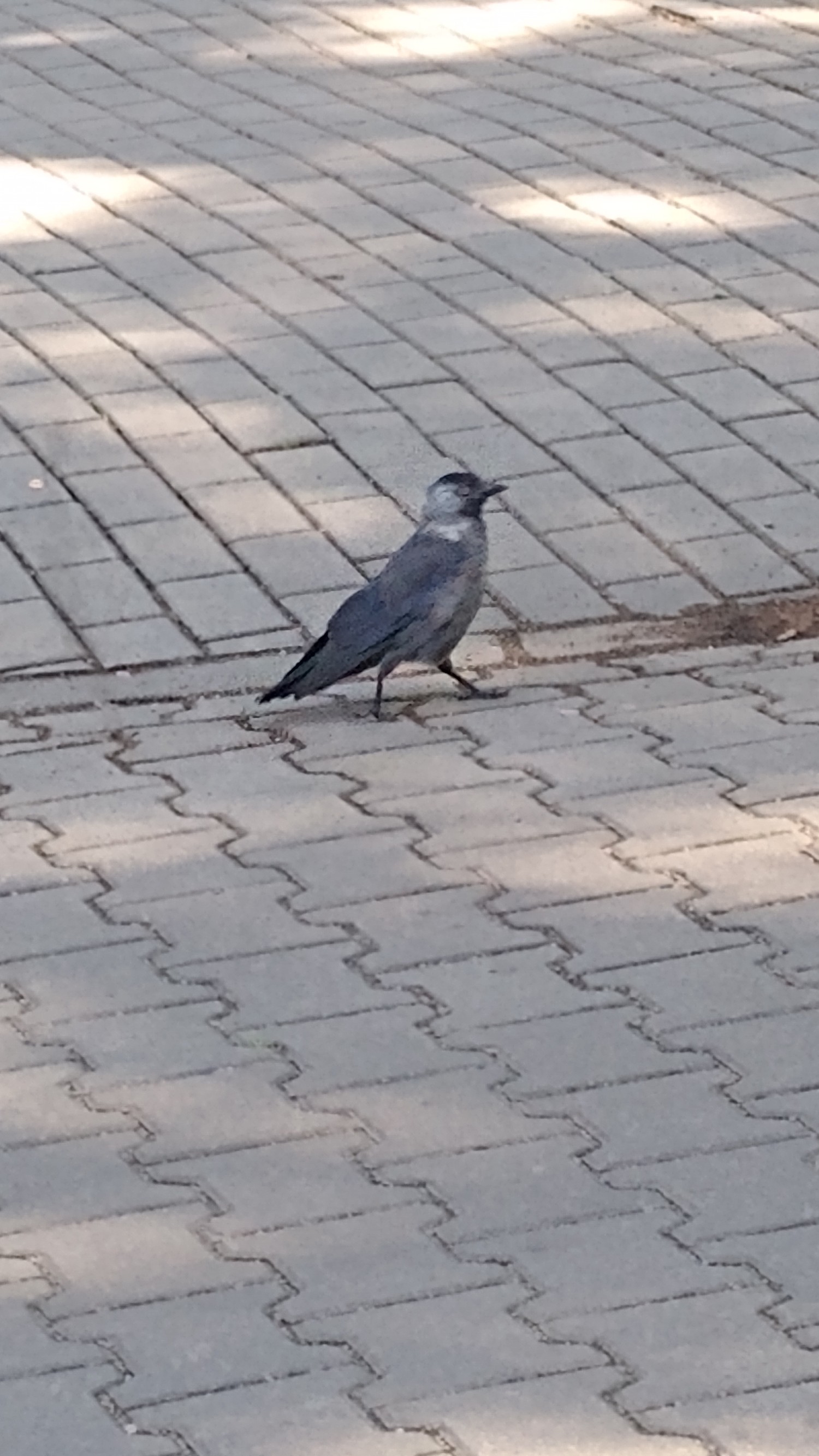 livebirdspoland_8d78e8022ba841b8bd003ba06934af0c.jpg